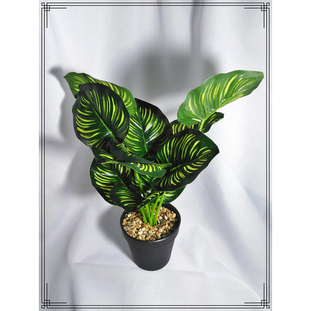PLANTA DECORATIVA EN MACETA
